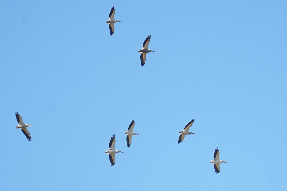 Great White Pelican - ML644231662