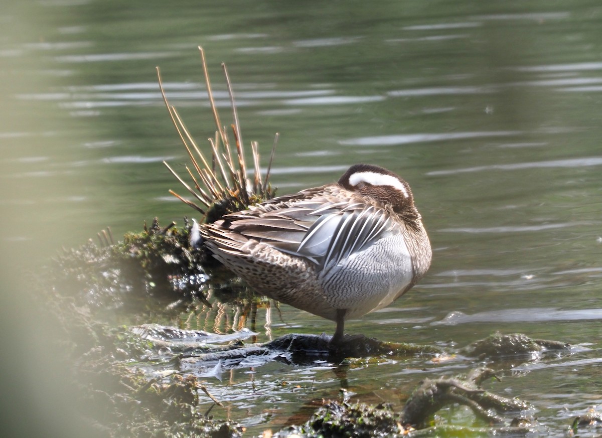 Marzaiola - ML644231663