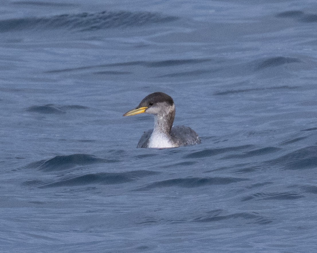 Red-necked Grebe - ML644231665