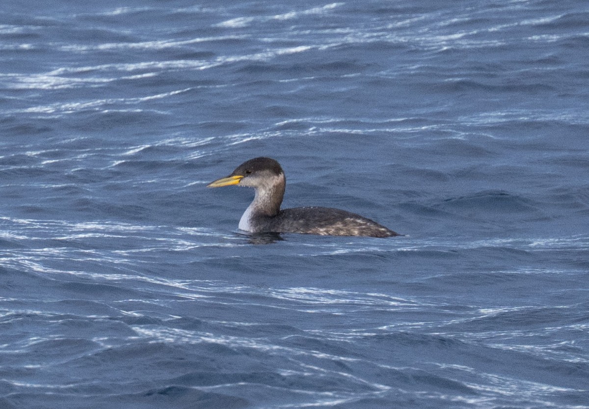 Red-necked Grebe - ML644231666