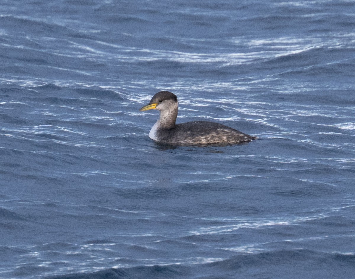Red-necked Grebe - ML644231667