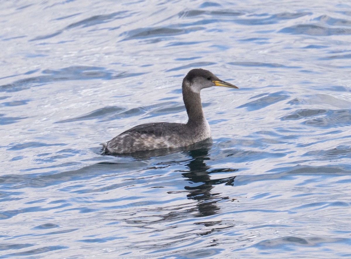 Red-necked Grebe - ML644231668
