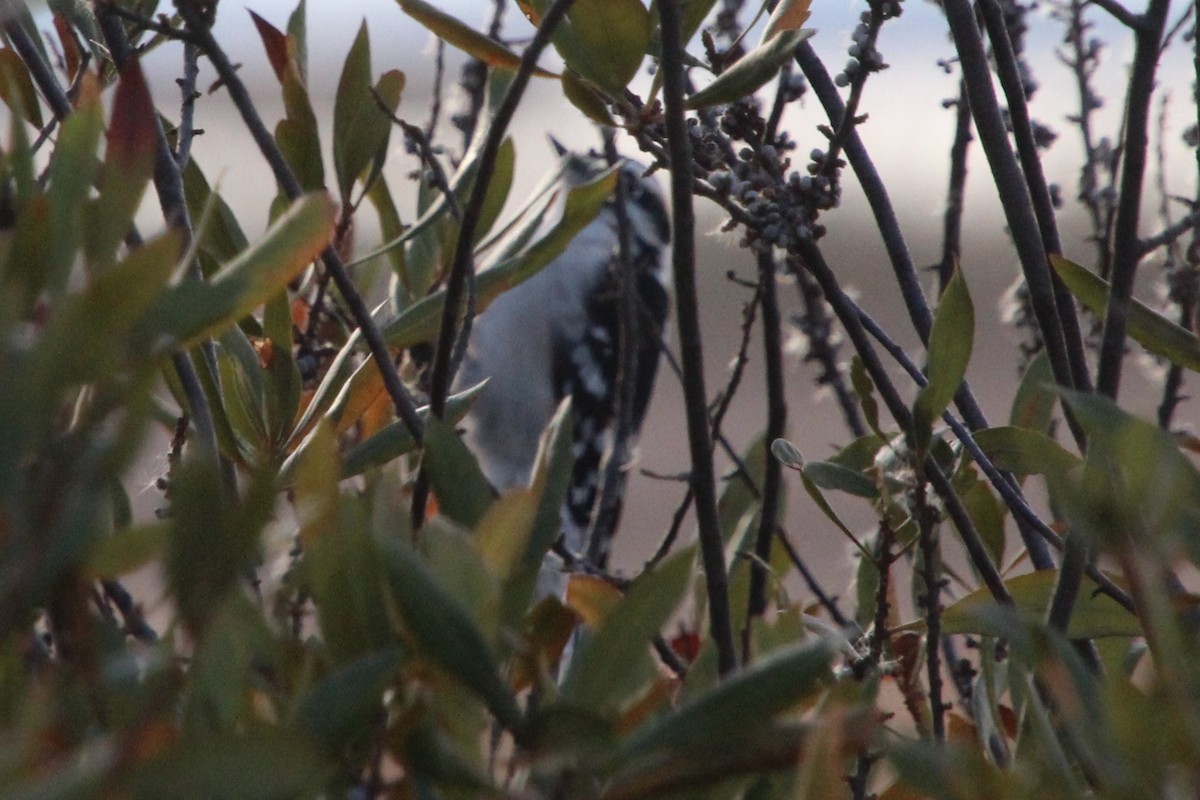 strakapoud osikový - ML644231671