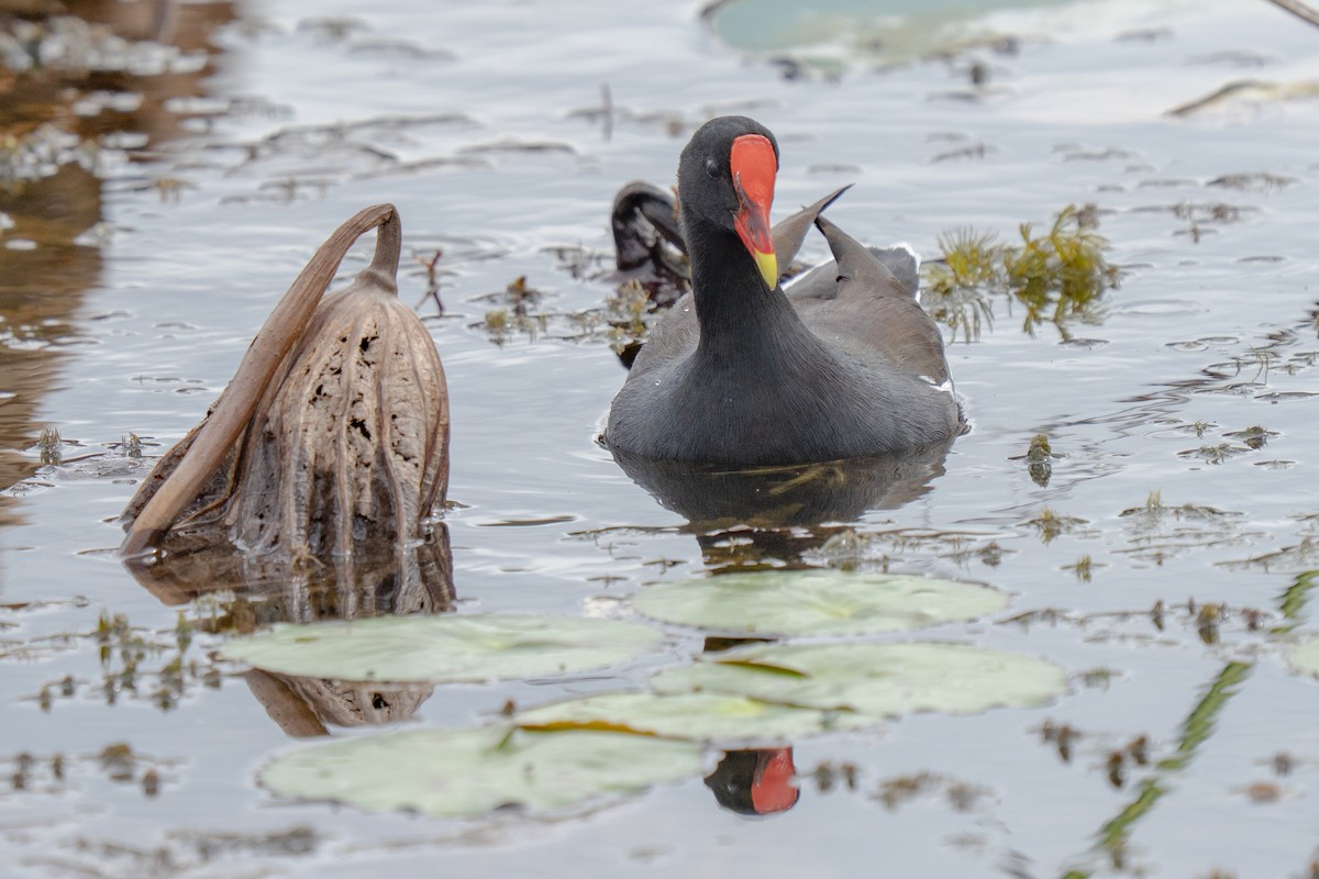 Common Gallinule - ML644231677