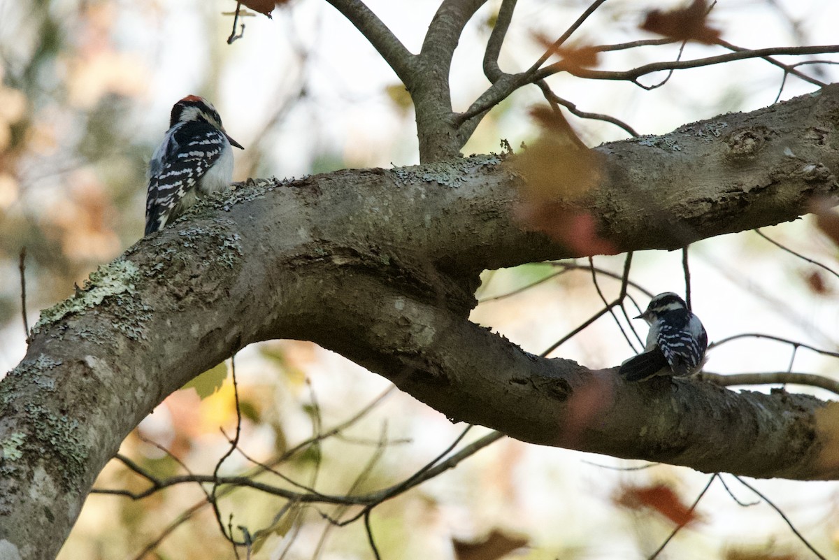 Downy Woodpecker - ML644231678