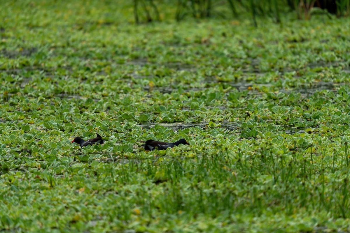 Common Gallinule - ML644231679