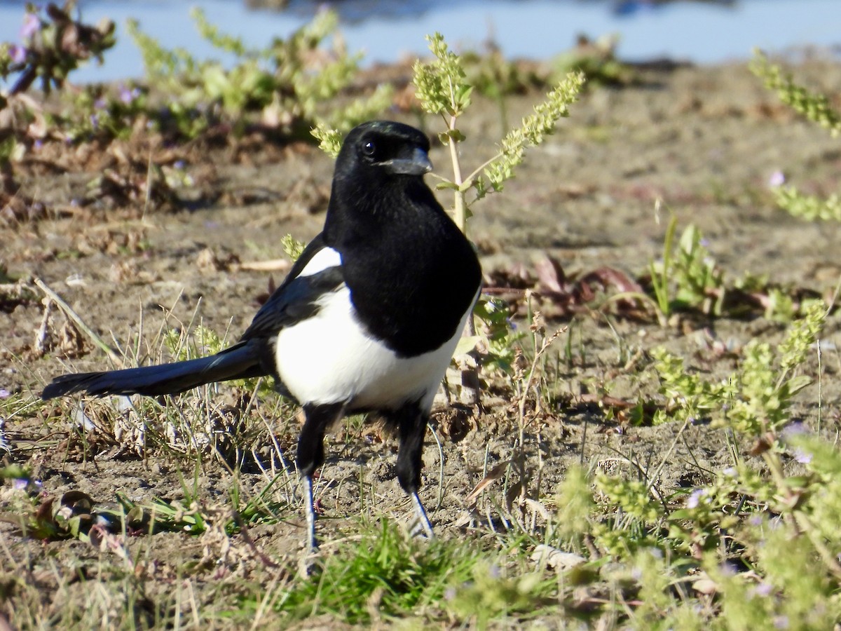 Black-billed Magpie - ML644231680