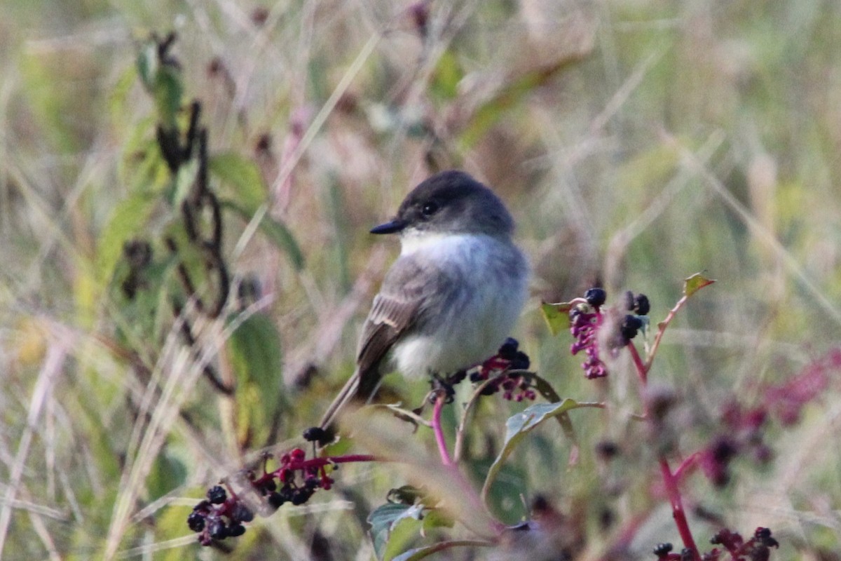 tyranovec domácí - ML644231683