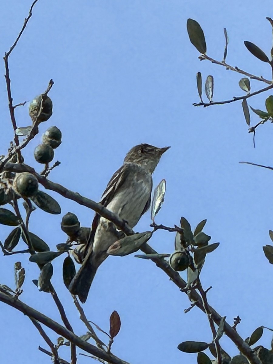 Eastern Wood-Pewee - ML644231690