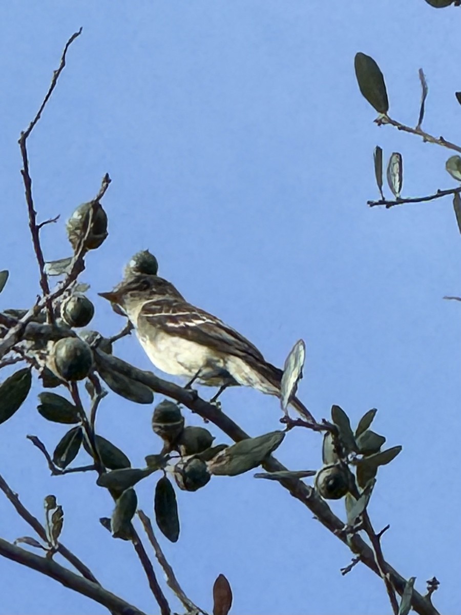 Eastern Wood-Pewee - ML644231692