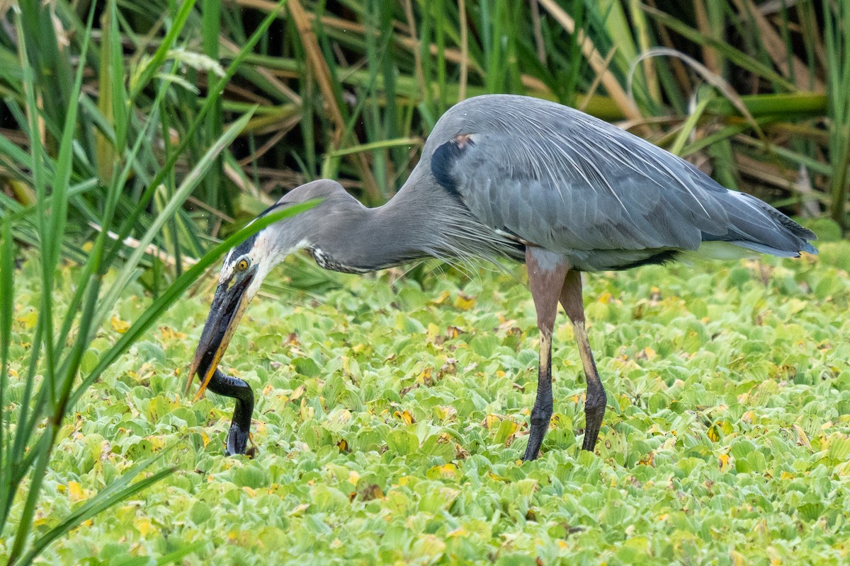 Great Blue Heron - ML644231697