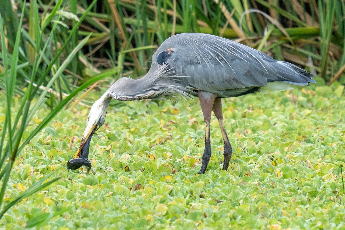 Great Blue Heron - ML644231698