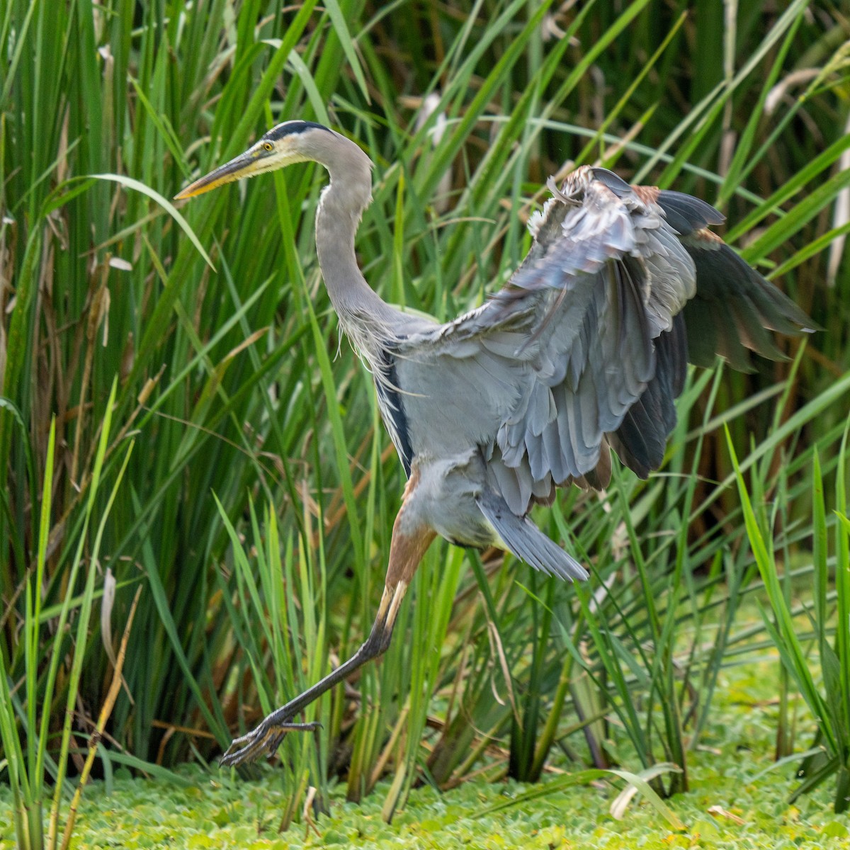 Great Blue Heron - ML644231699