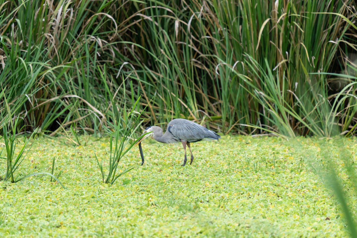 Great Blue Heron - ML644231700