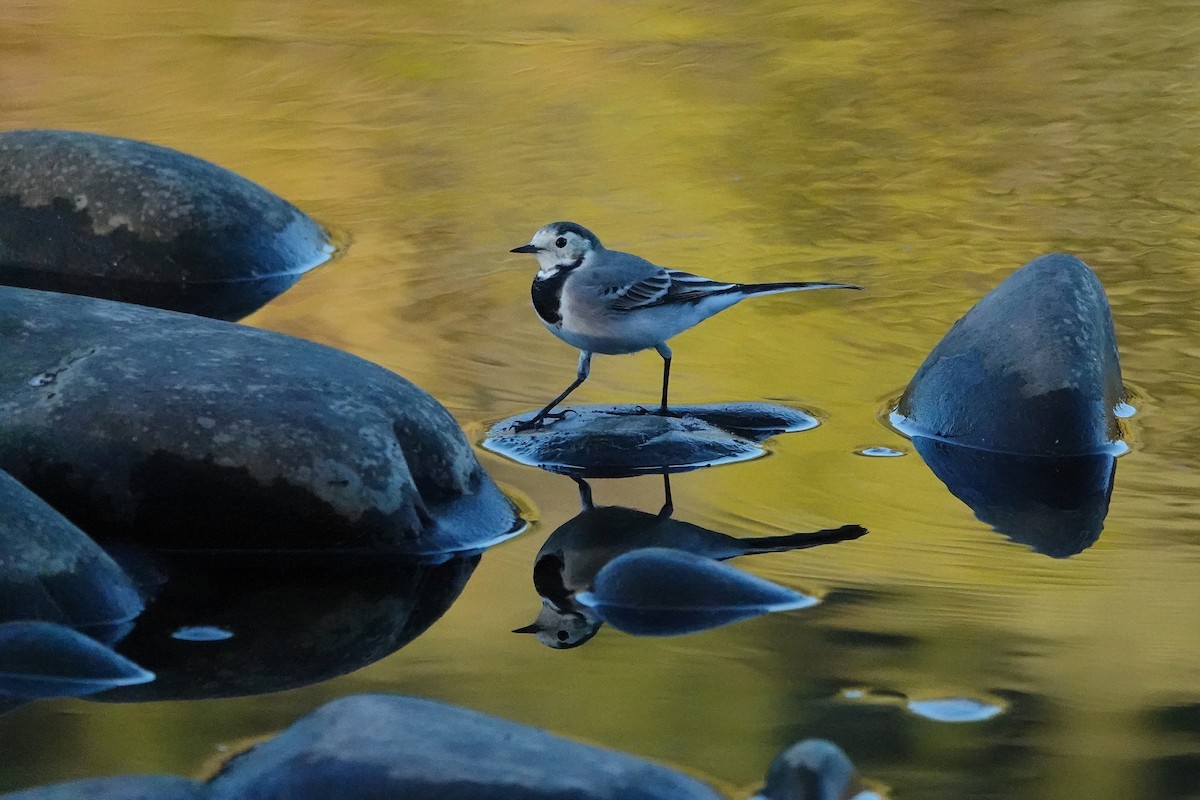 White Wagtail - ML644231708