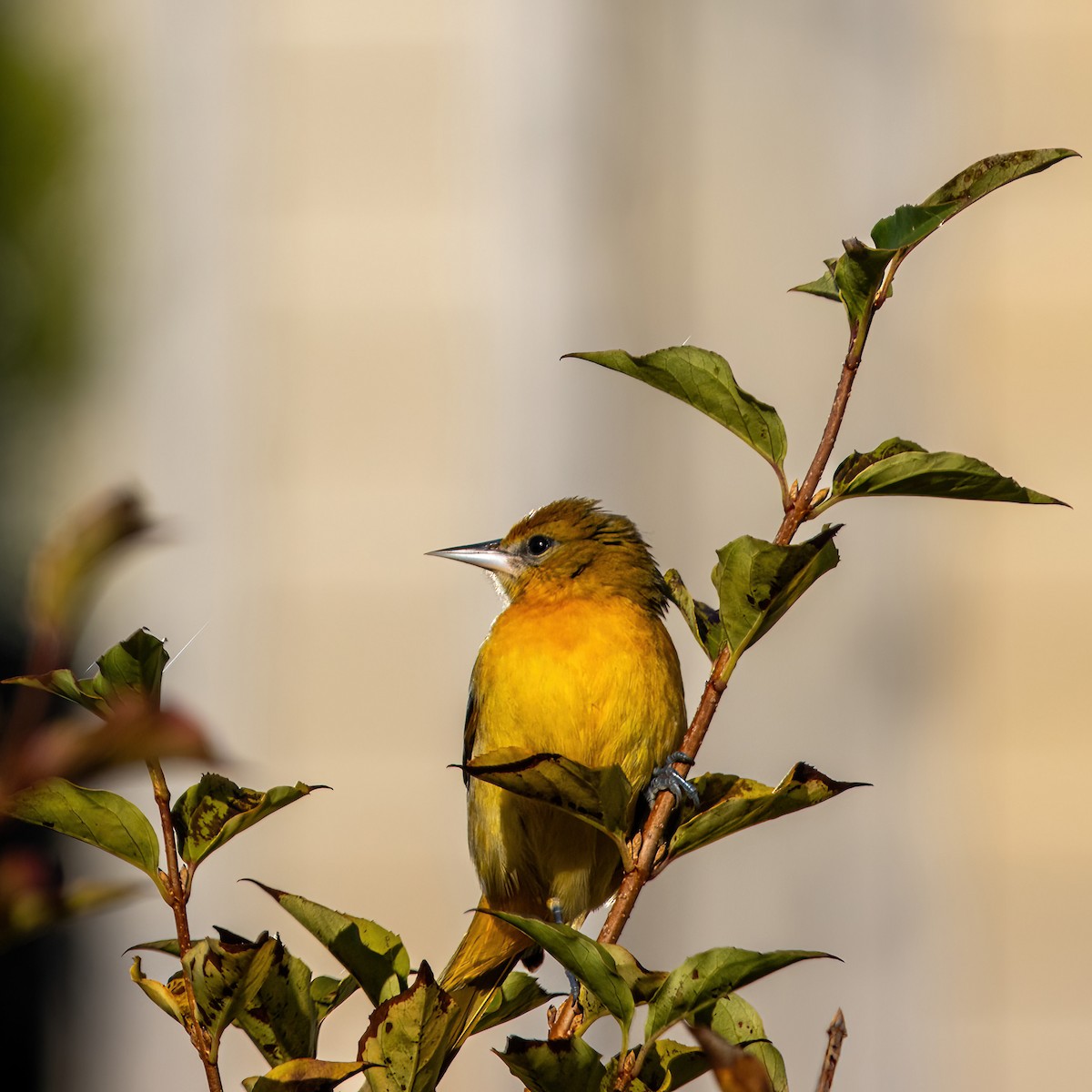 Baltimore Oriole - ML644231709