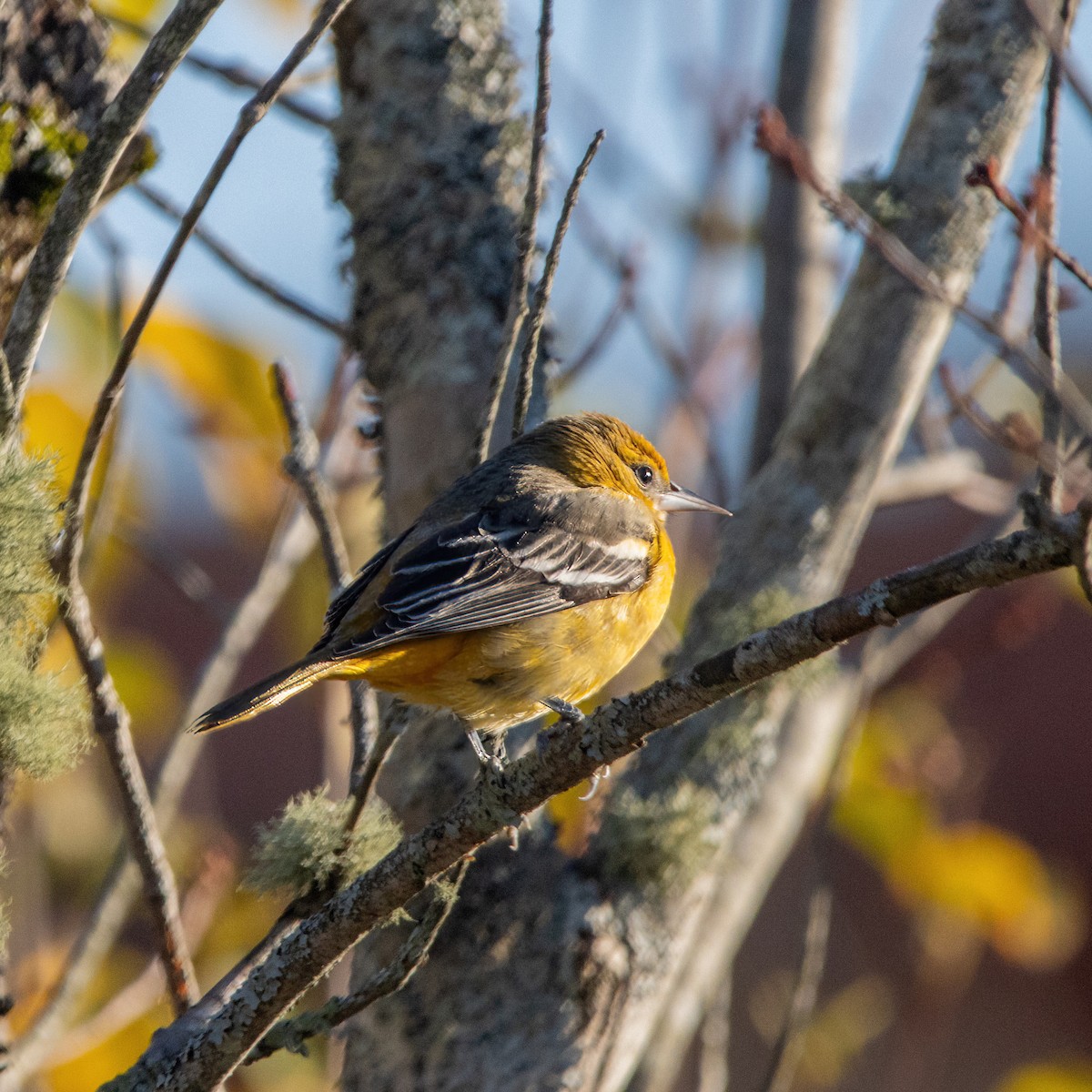 Baltimore Oriole - ML644231710