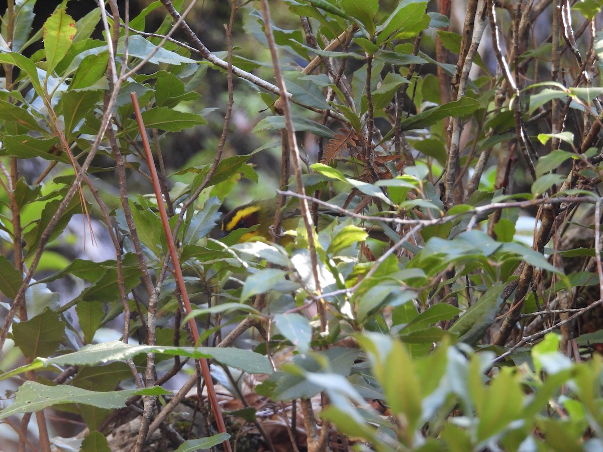 Reinita Cejidorada - ML644231728