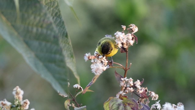 Hooded Siskin - ML644231730