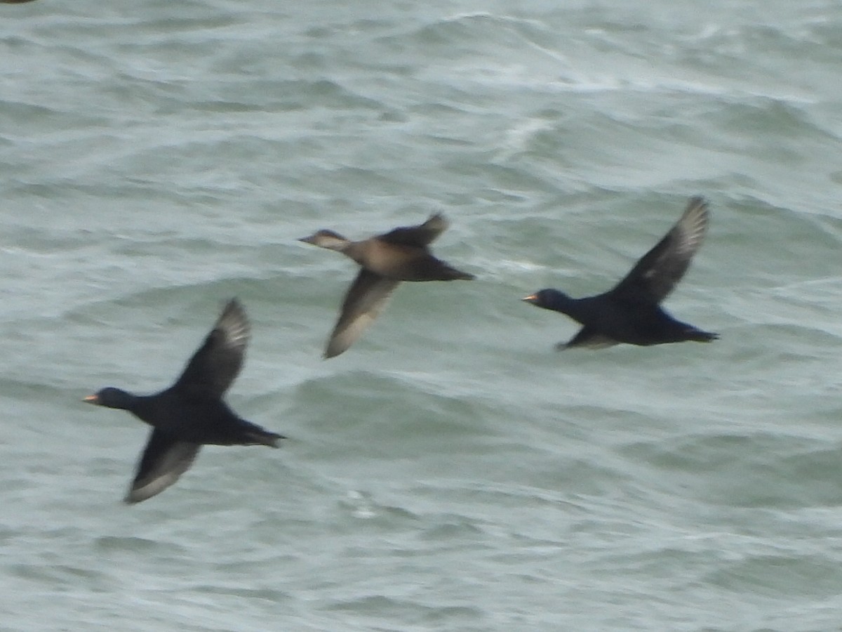 ヨーロッパクロガモ - ML644231745