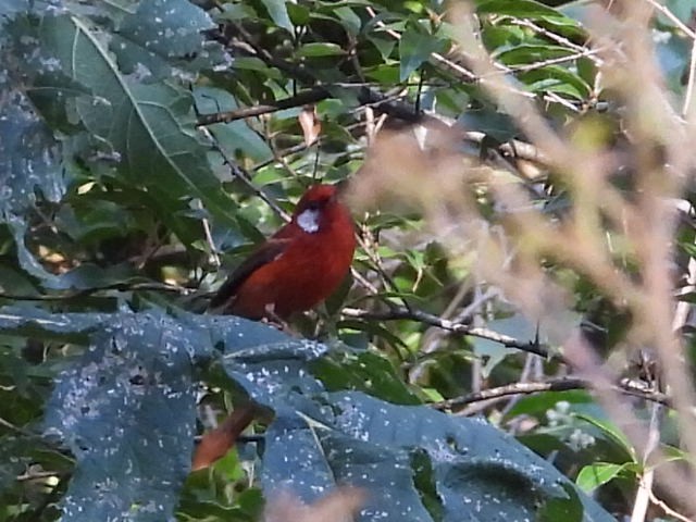 Red Warbler - ML644231750