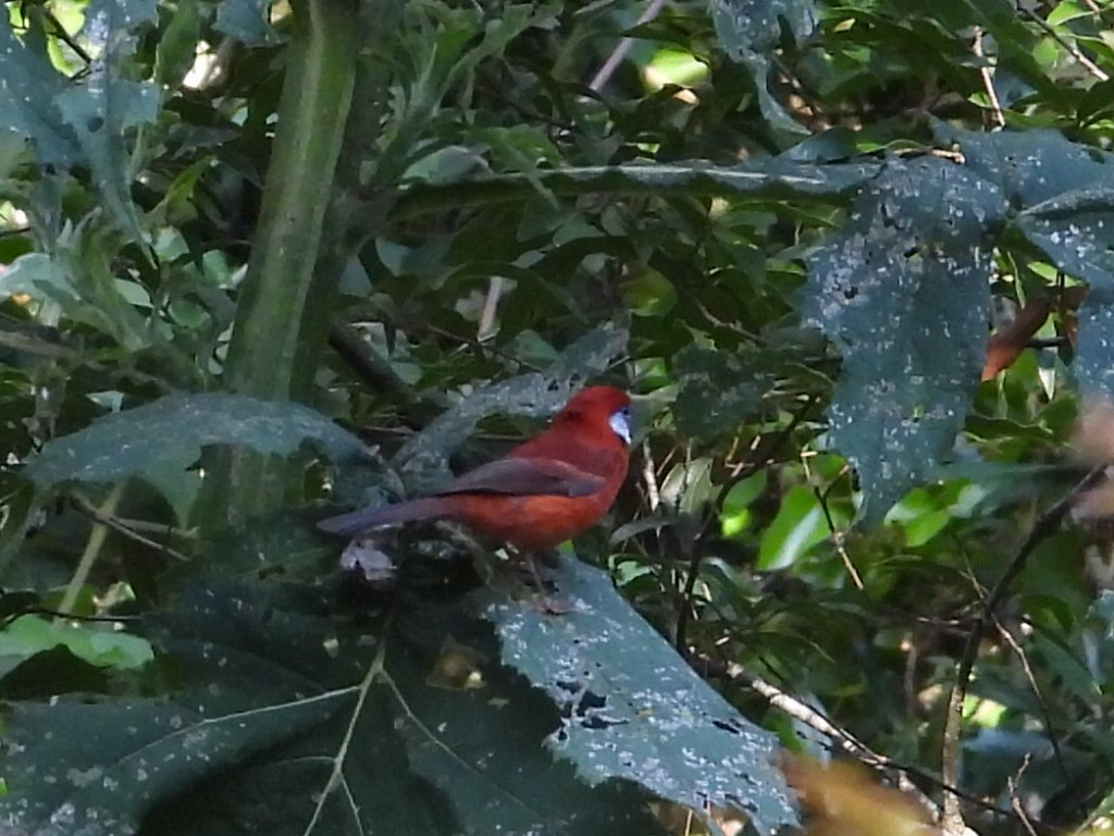 Red Warbler - ML644231751