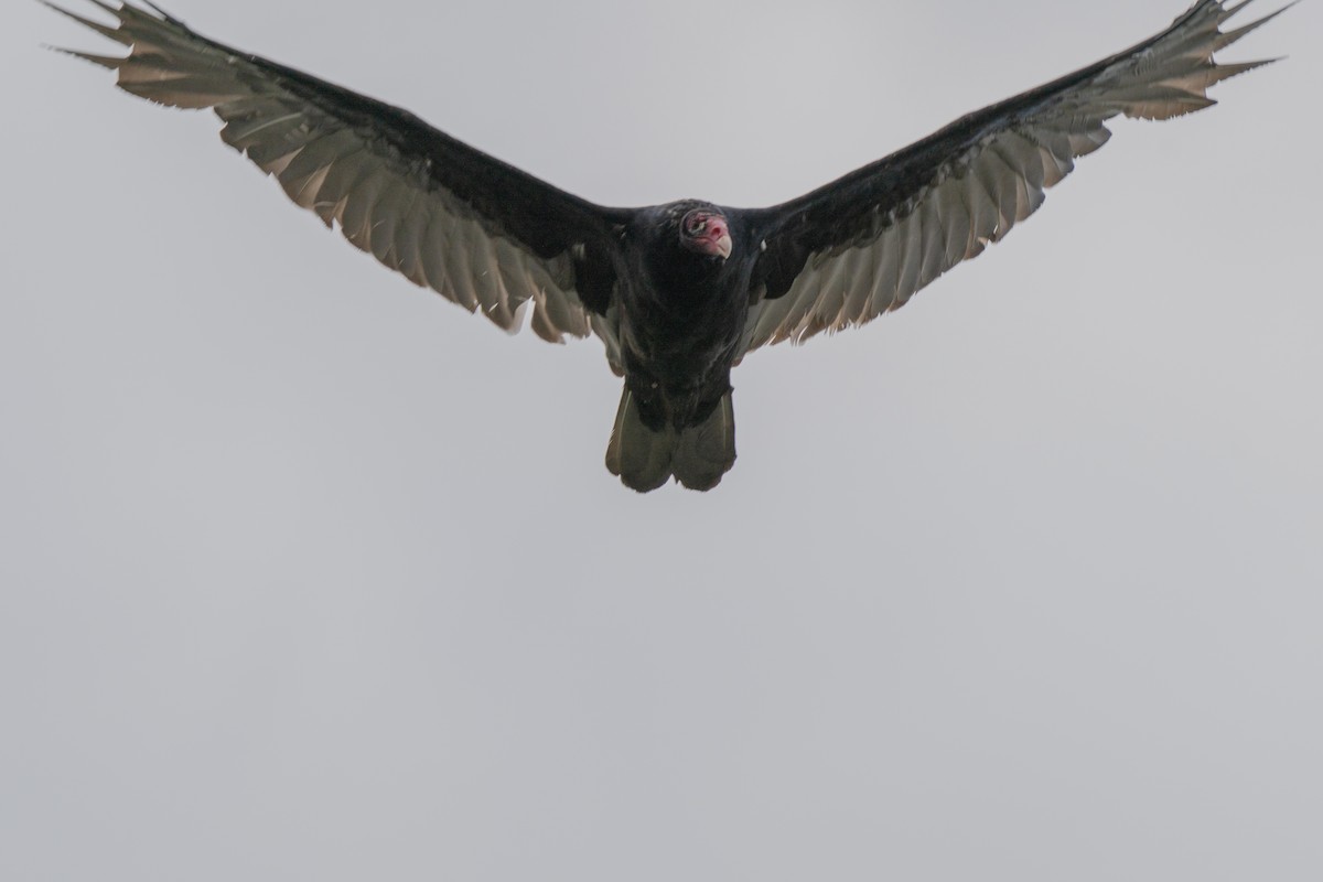 Turkey Vulture - ML644231759