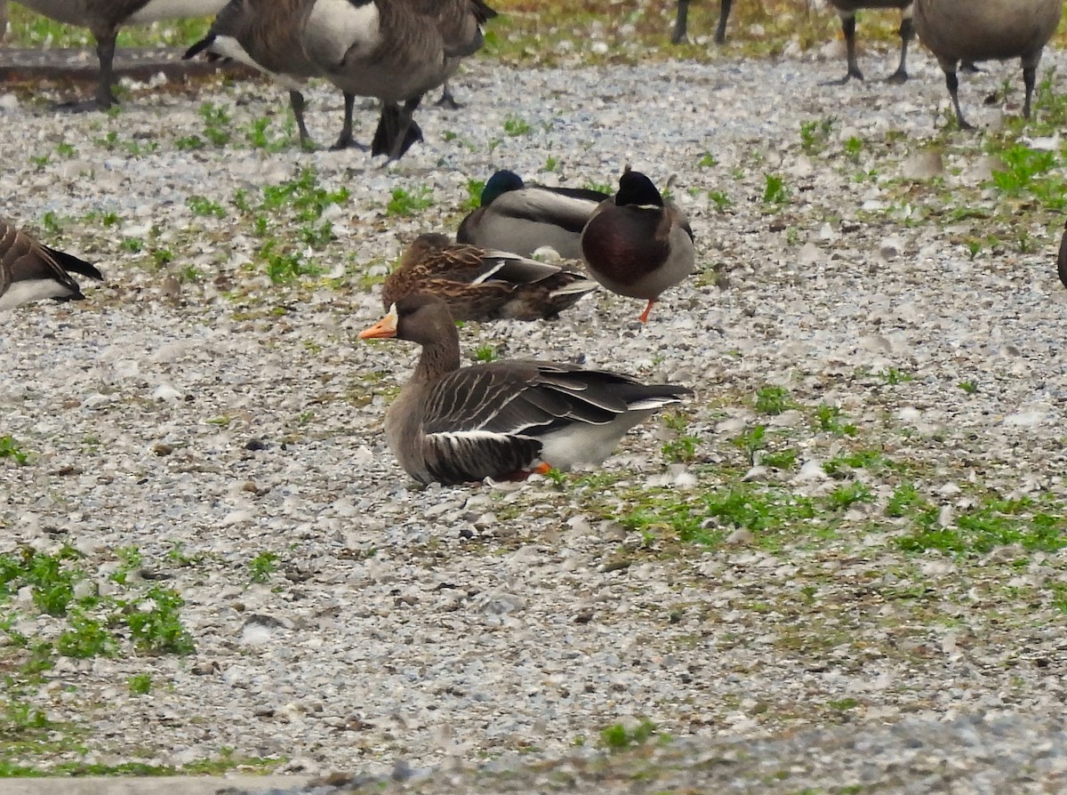 Greater White-fronted Goose - ML644231761