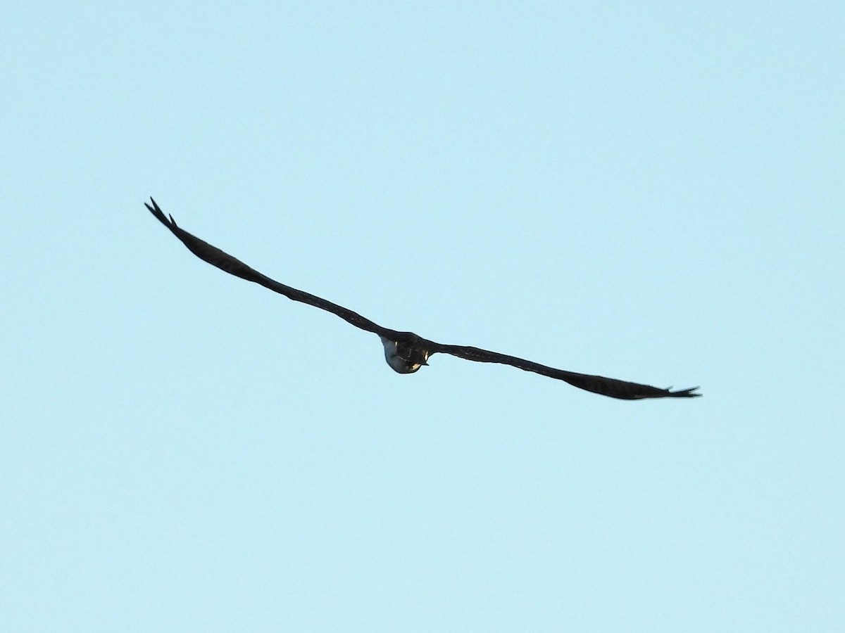 Osprey - ML644231763