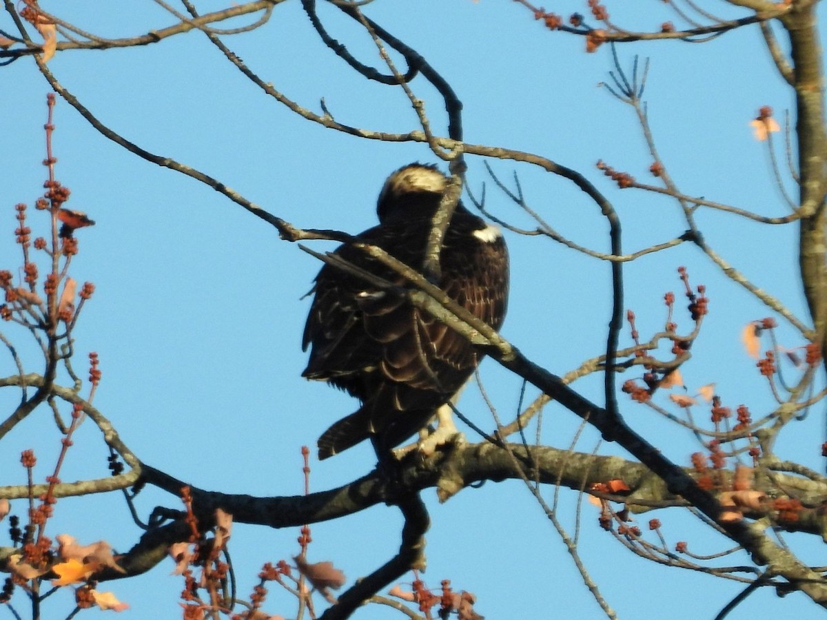 Osprey - ML644231764