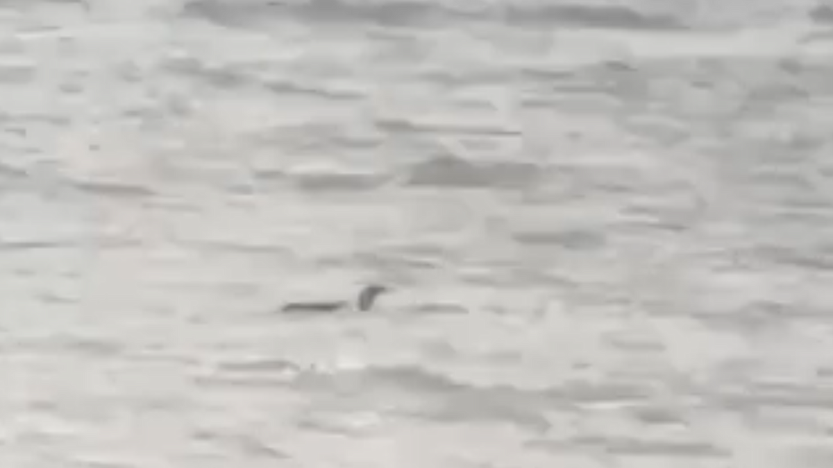 Red-throated Loon - ML644231768