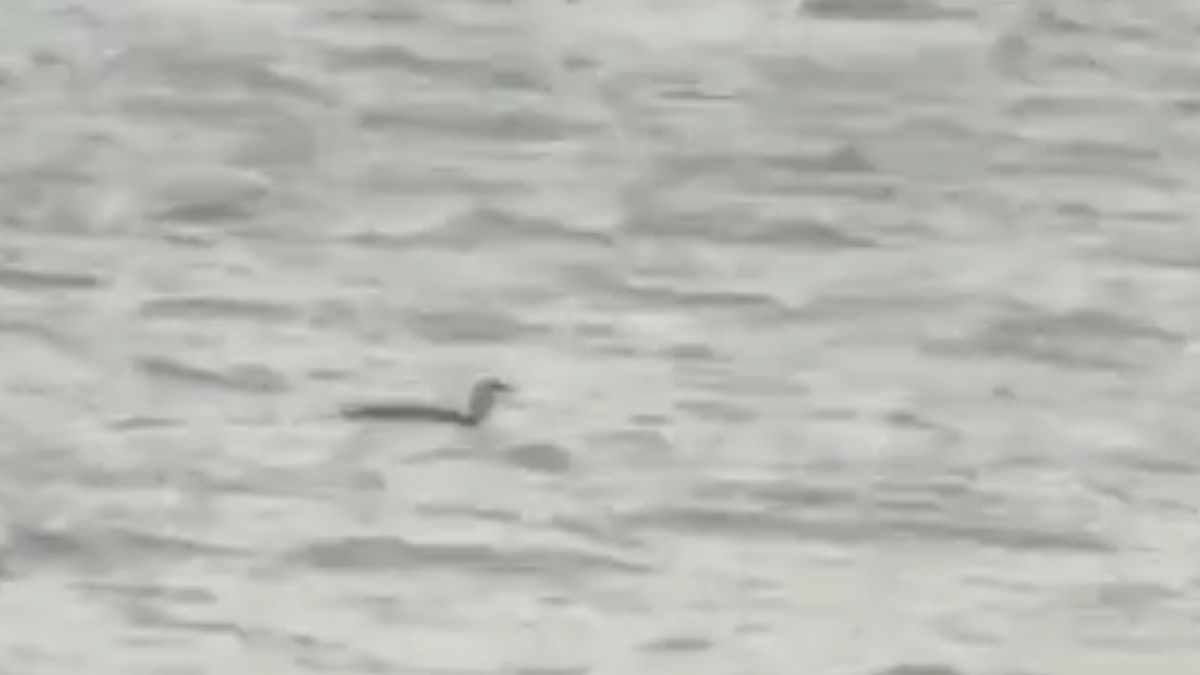 Red-throated Loon - ML644231769