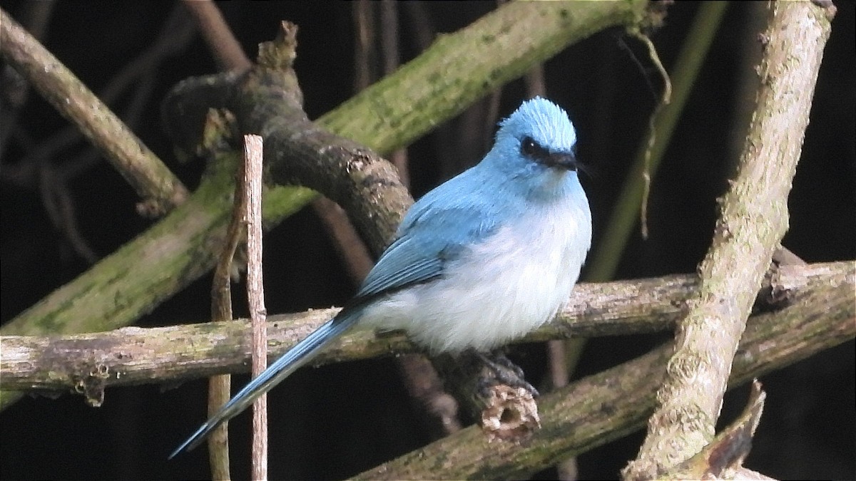 White-tailed Blue Flycatcher - ML644231772