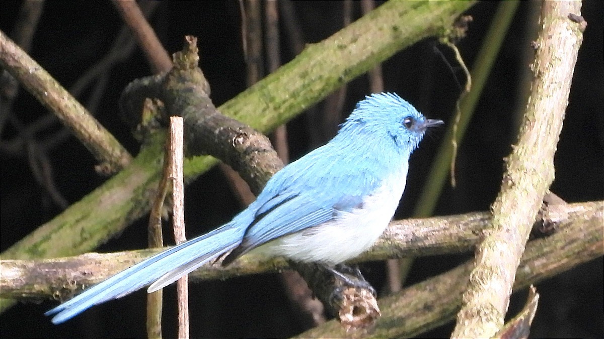 White-tailed Blue Flycatcher - ML644231773
