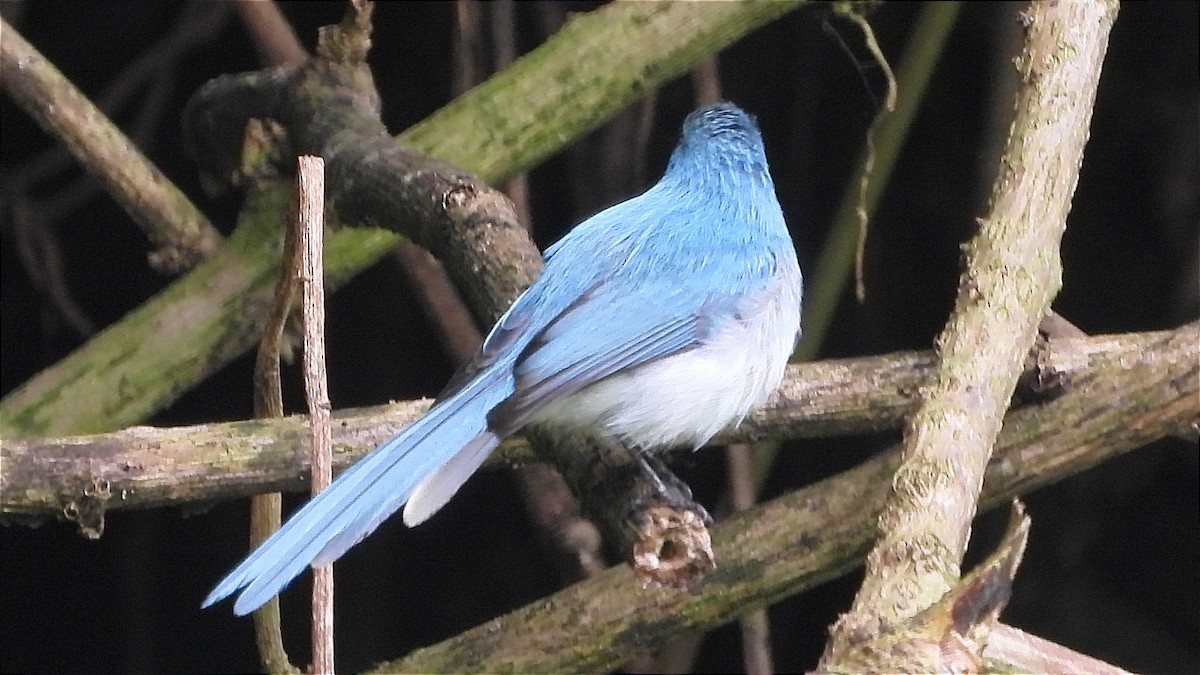 White-tailed Blue Flycatcher - ML644231775