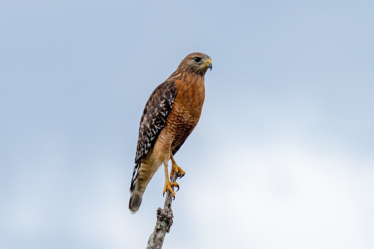 Red-shouldered Hawk - ML644231781
