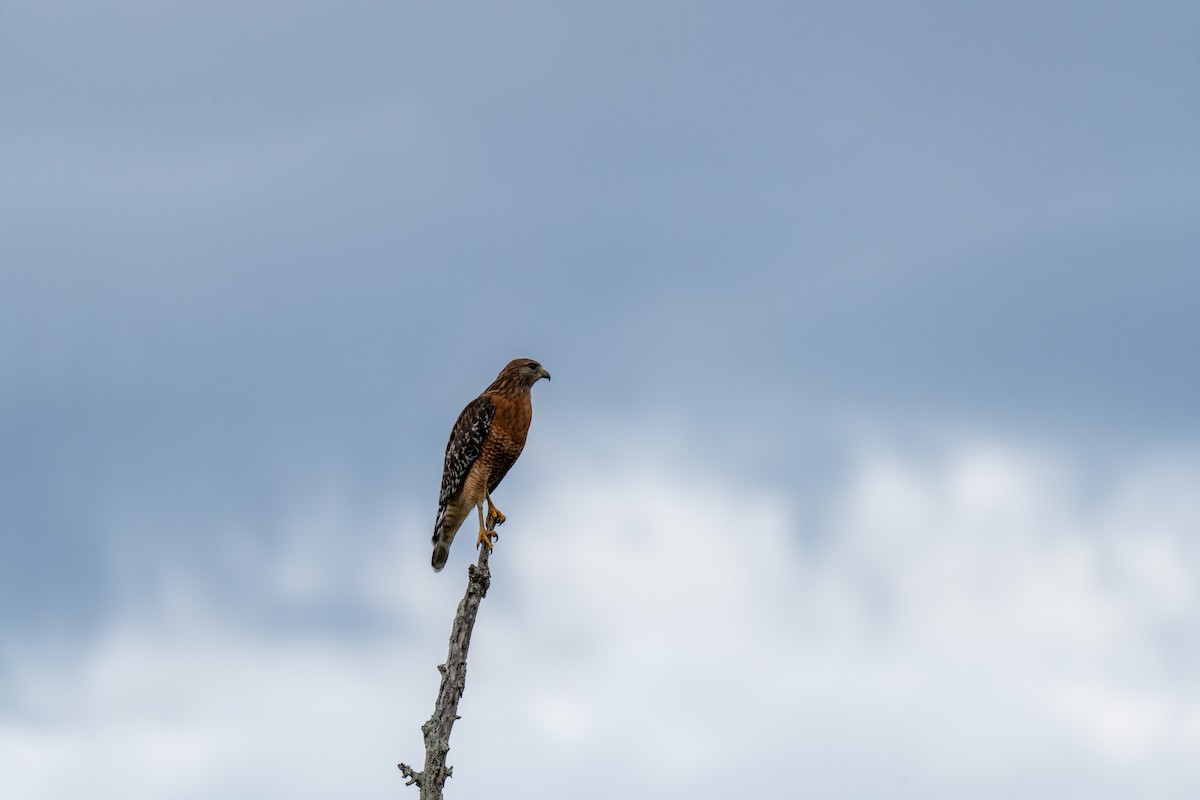 Red-shouldered Hawk - ML644231782