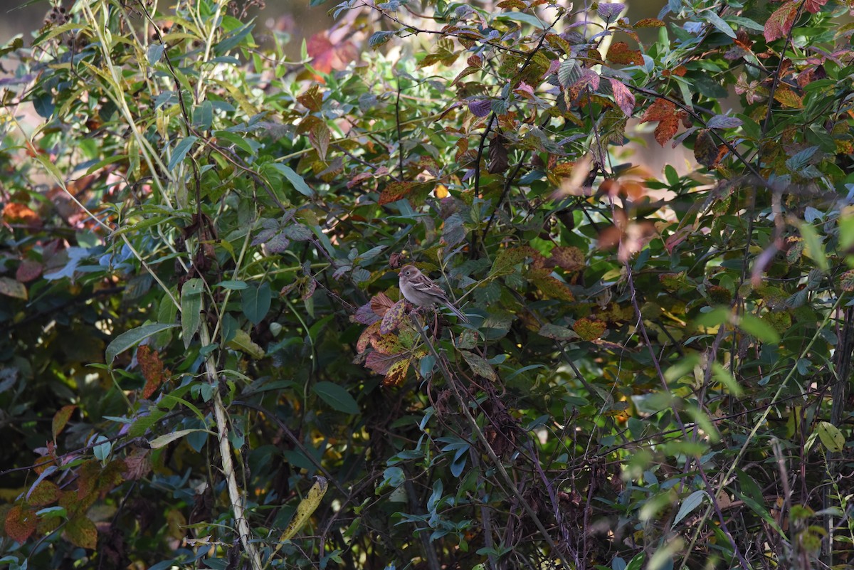 Field Sparrow - ML644231785