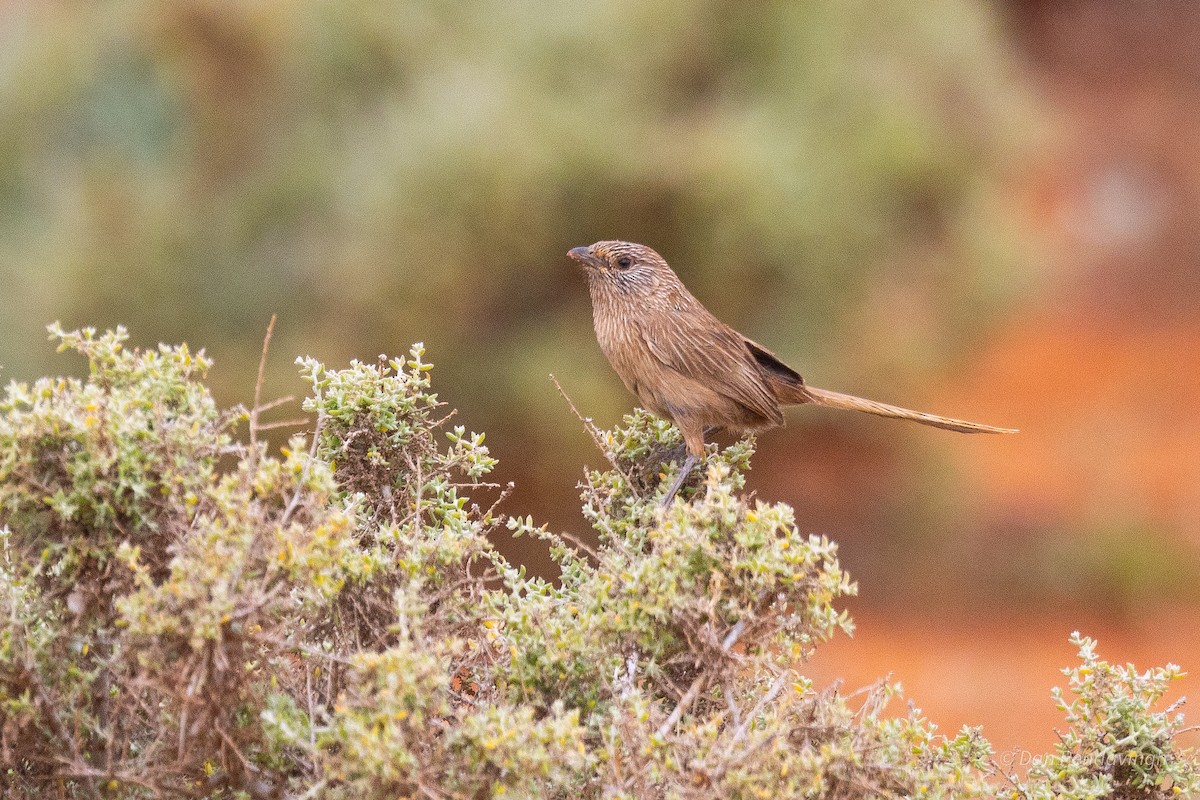 Western Grasswren (Gawler Ranges) - ML644231805