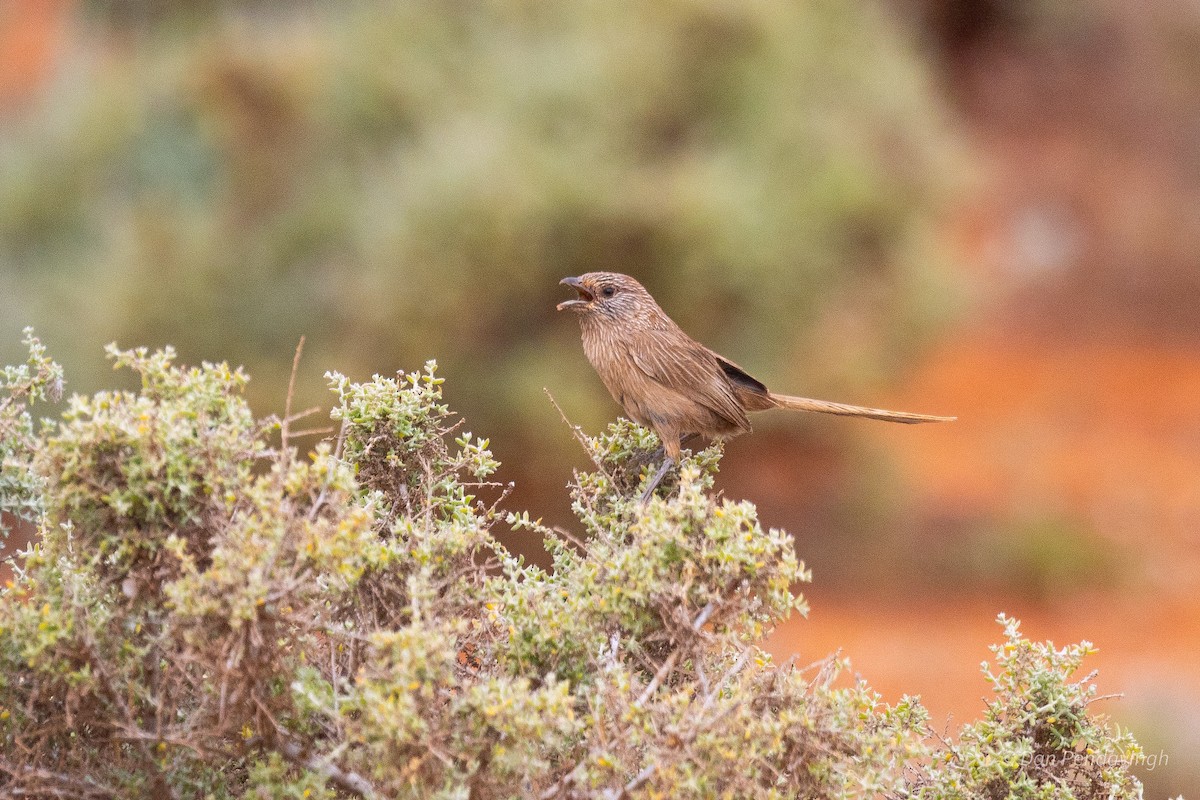 Western Grasswren (Gawler Ranges) - ML644231806