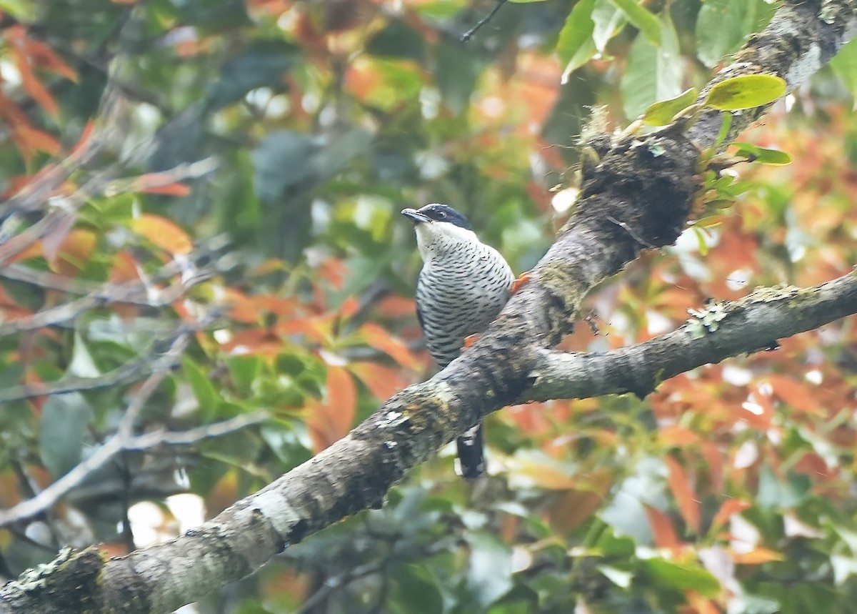 Vietnamese Cutia - ML644231822