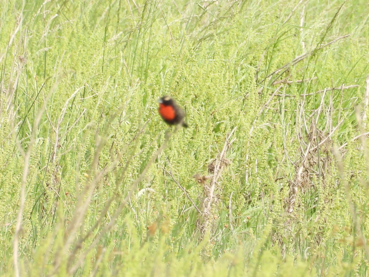 White-browed Meadowlark - ML644231824