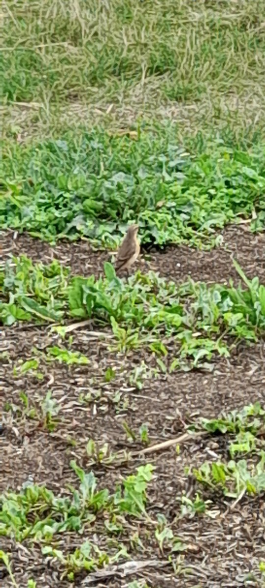Northern Wheatear - ML644231825