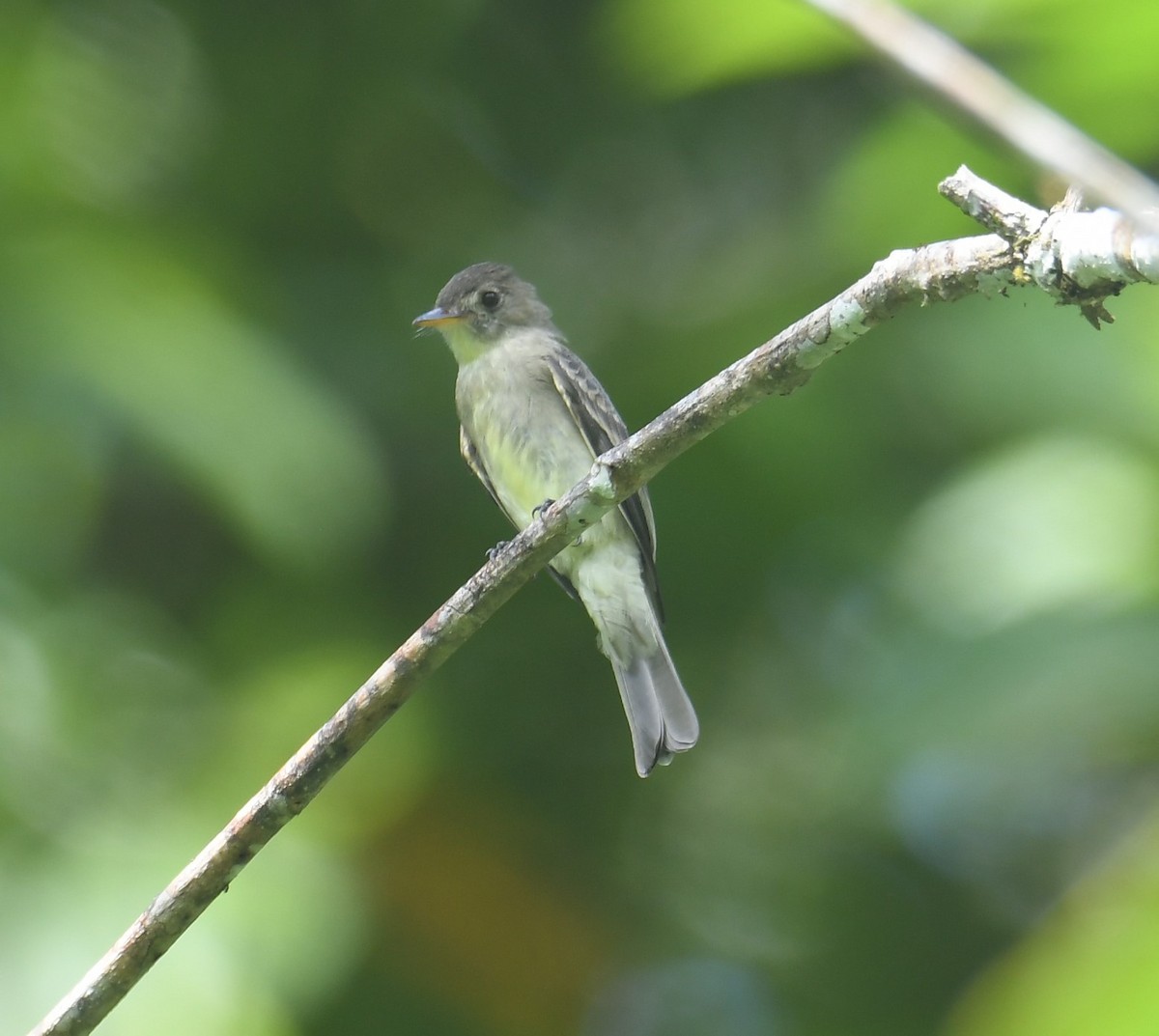 Northern Tropical Pewee - ML644231826