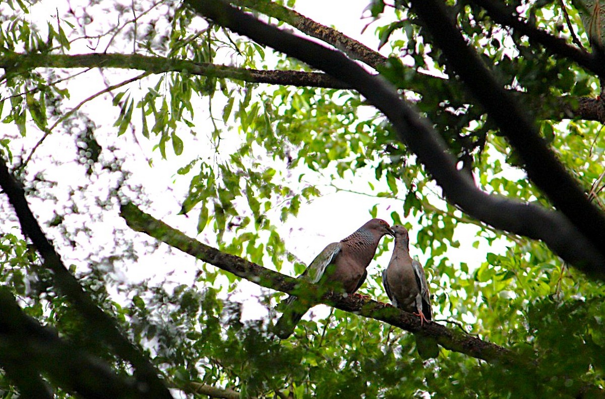 Pikazuro Güvercini - ML644231840