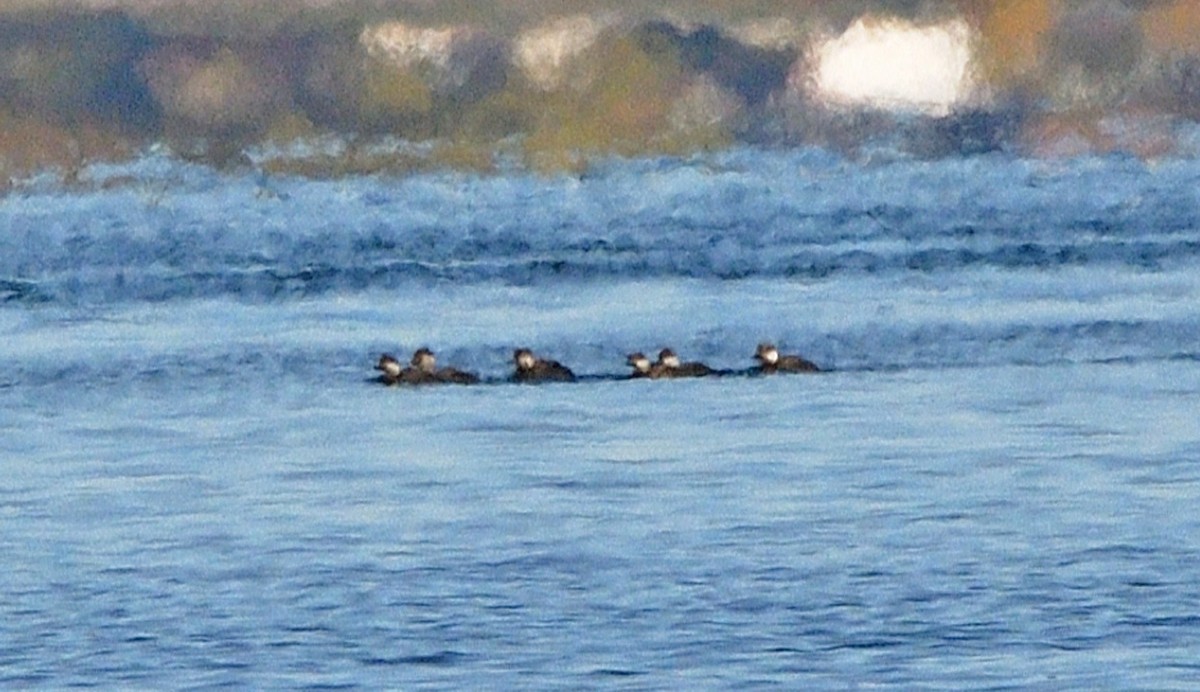 Black Scoter - ML644231844