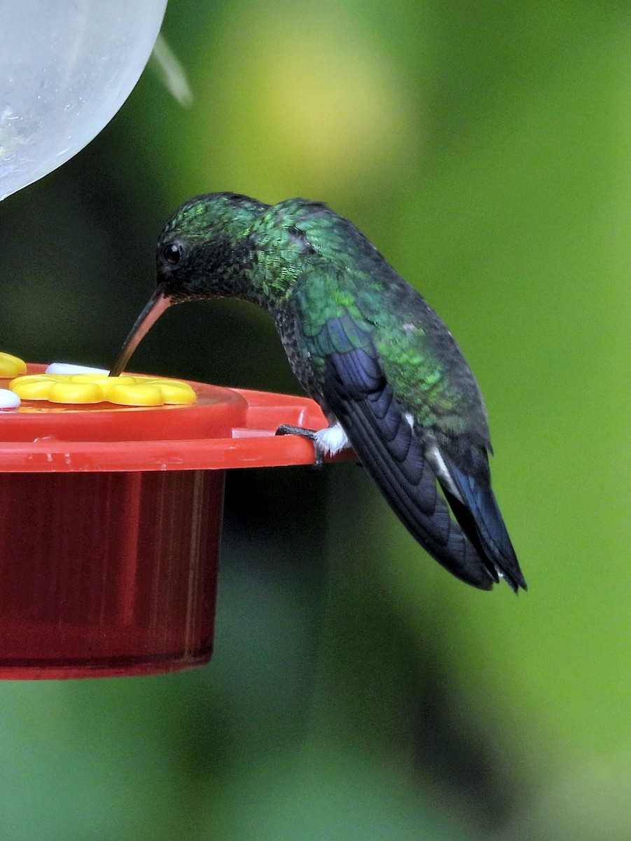 kolibrík ocelovořitý - ML644231847