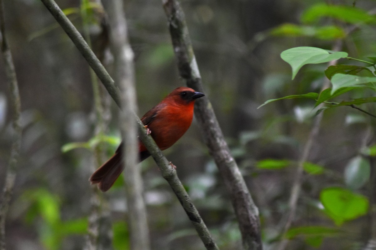 Habia à gorge rouge - ML644231849