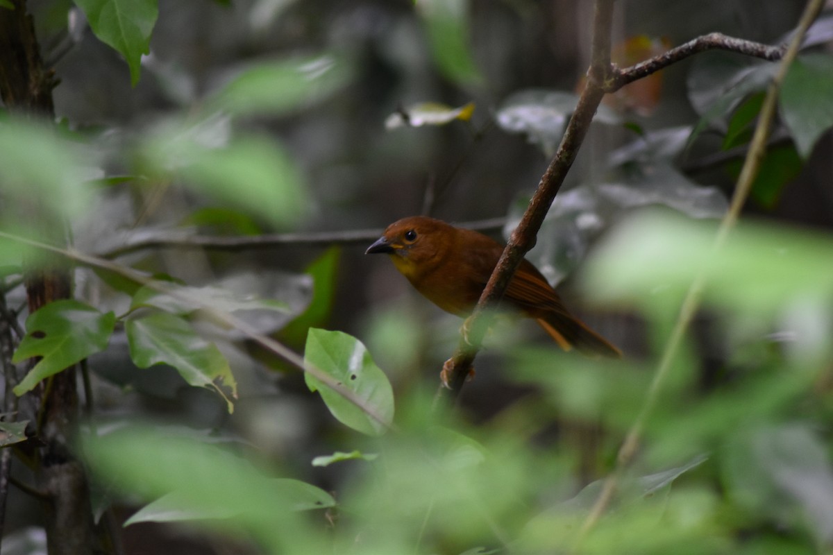 Habia à gorge rouge - ML644231850