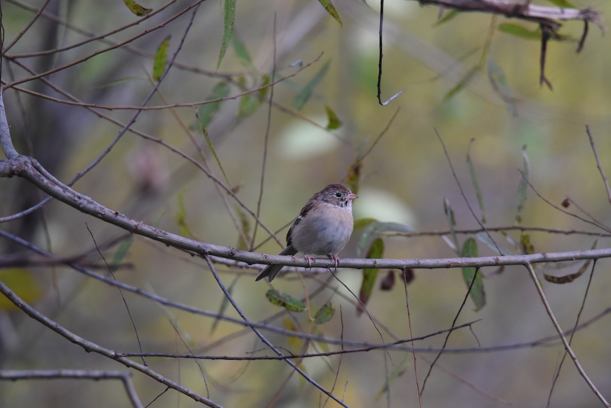 Field Sparrow - ML644231854
